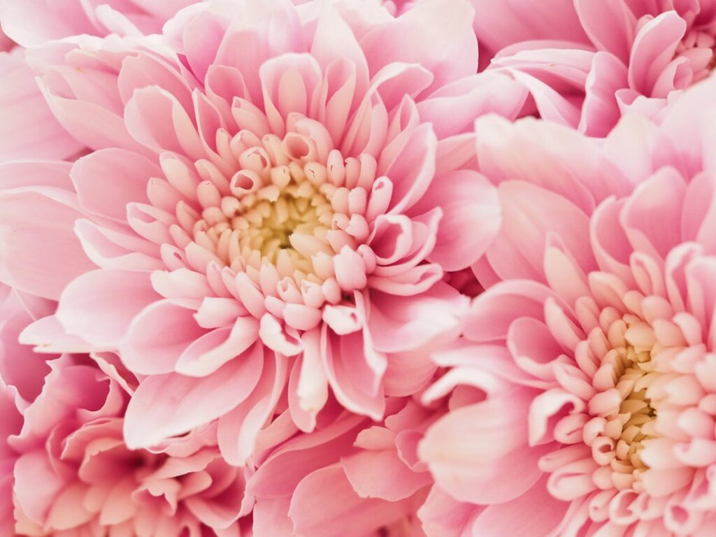 pexels photo 2736615 Beautiful close-up of pink chrysanthemums, showcasing delicate petals in soft pastel tones.